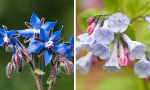 borage and comfrey plants