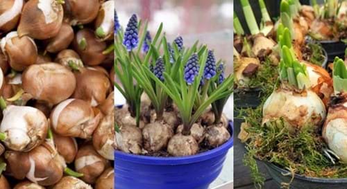 plant bulbs and hyacinth plant