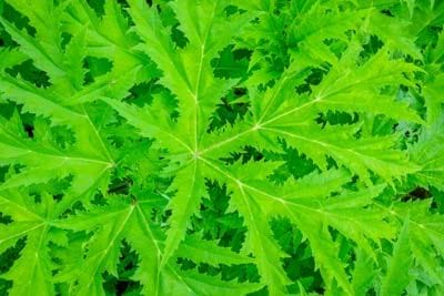giant hogweed