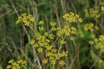 parsnip flower