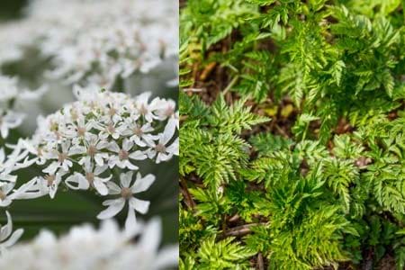 poison hemlock