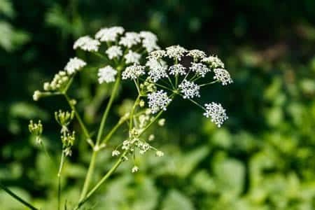 water hemlock