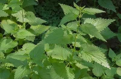 stinging nettles