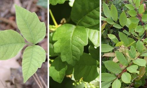 poison ivy, oak, and sumac plants