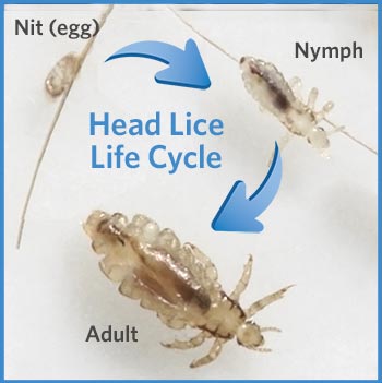 the head lice lifecycle