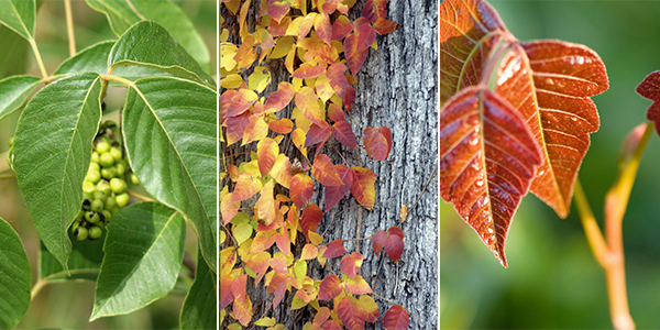 poison ivy plants during different seasons
