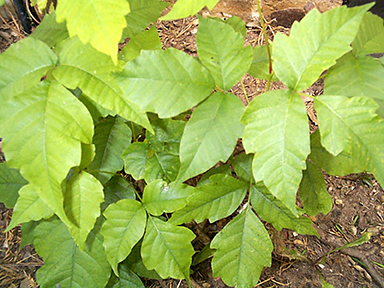 poison ivy plant