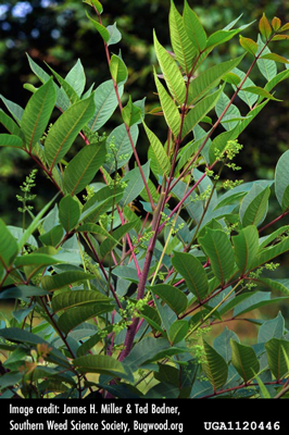 Poison sumac plant