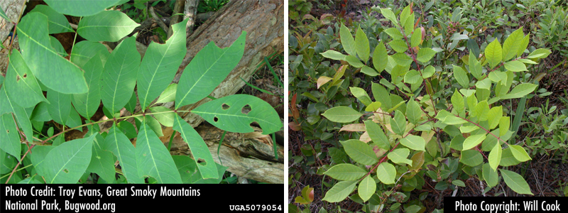 variations of poison sumac plants