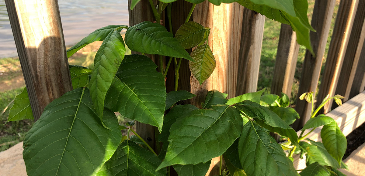 poison ivy growing on a fence