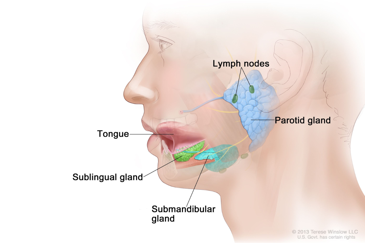 Diagram of salivary glands within the head.