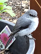 Molloy Wildlife