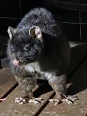 Molloy Wildlife