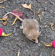 Molloy Wildlife