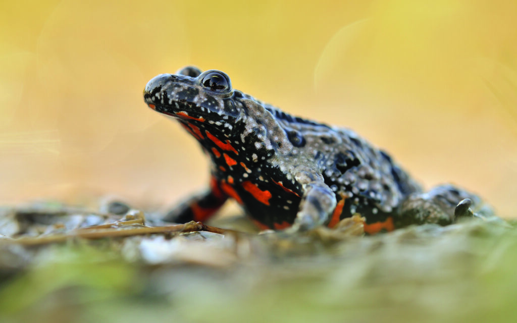 RangerTour: Unkenrufe