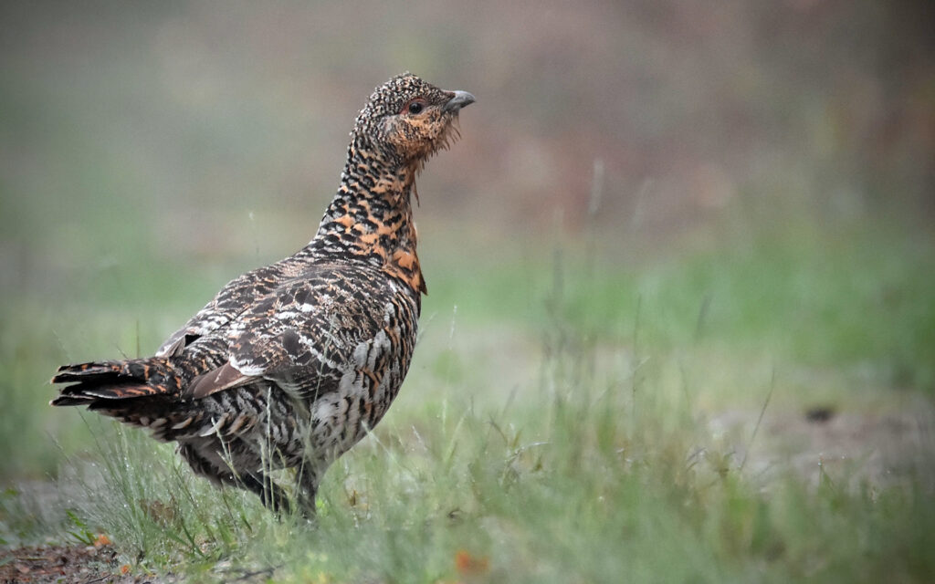 RangerTour: Versteckte Welten II