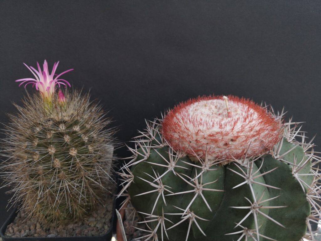 48. Kakteenausstellung in Spremberg