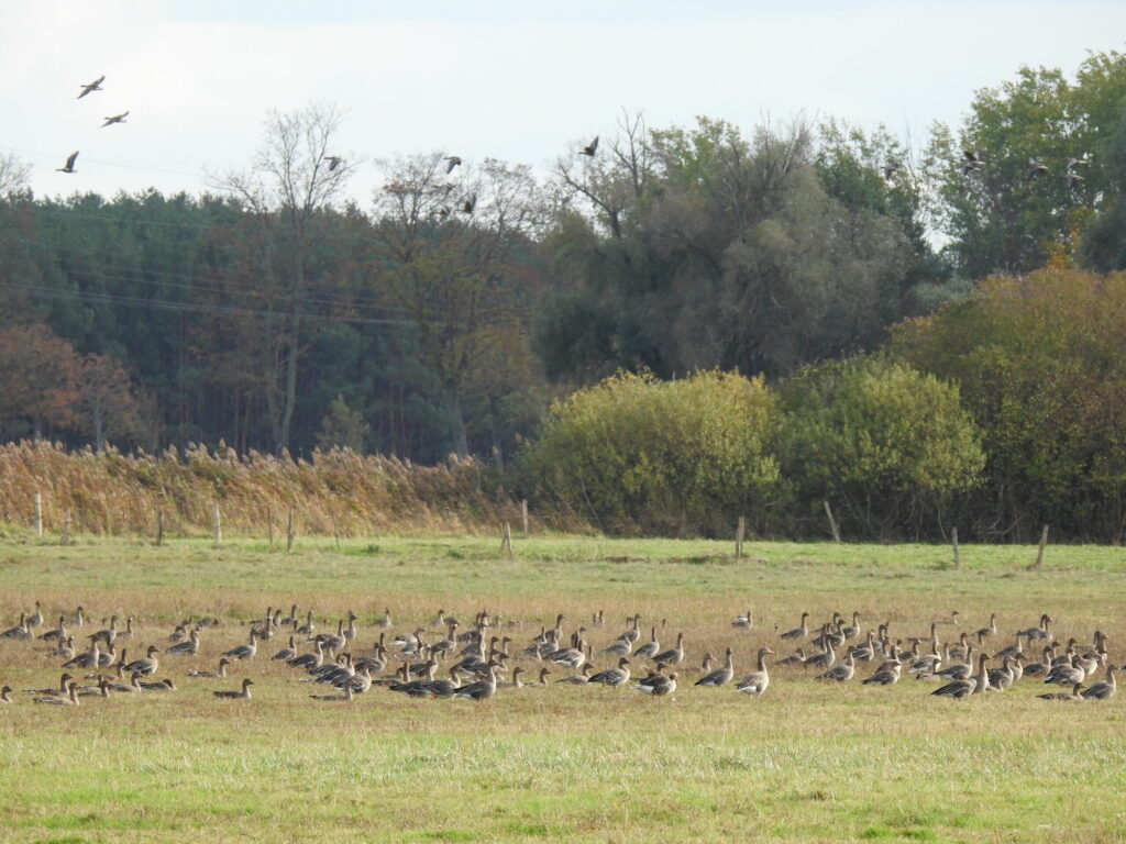 RangerTour: Mit dem Fahrrad zu den wilden Gänsen