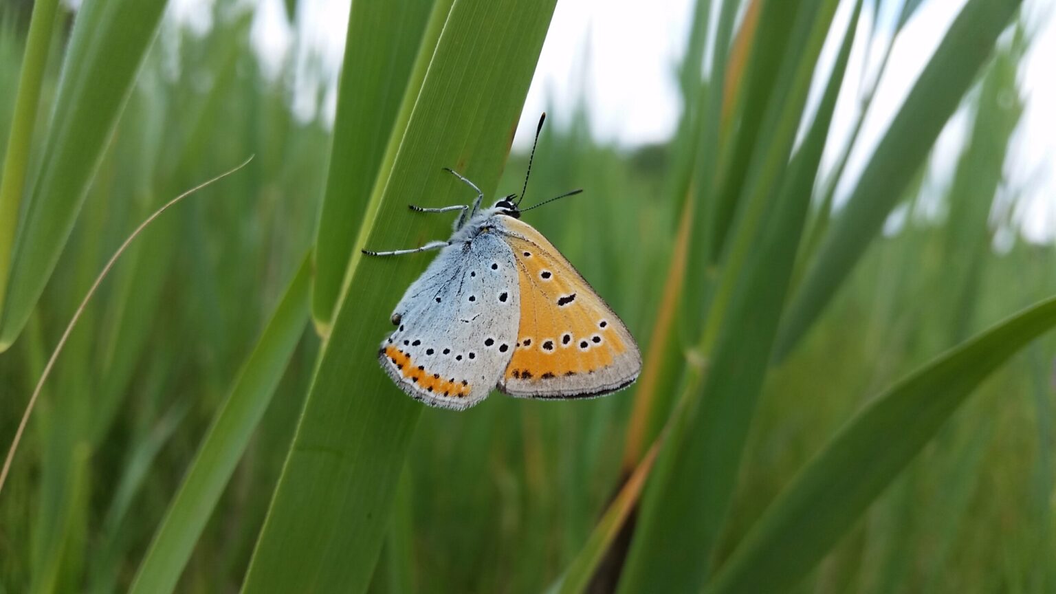RangerTour zum World Ranger Day: Schmetterlingen auf der Spur