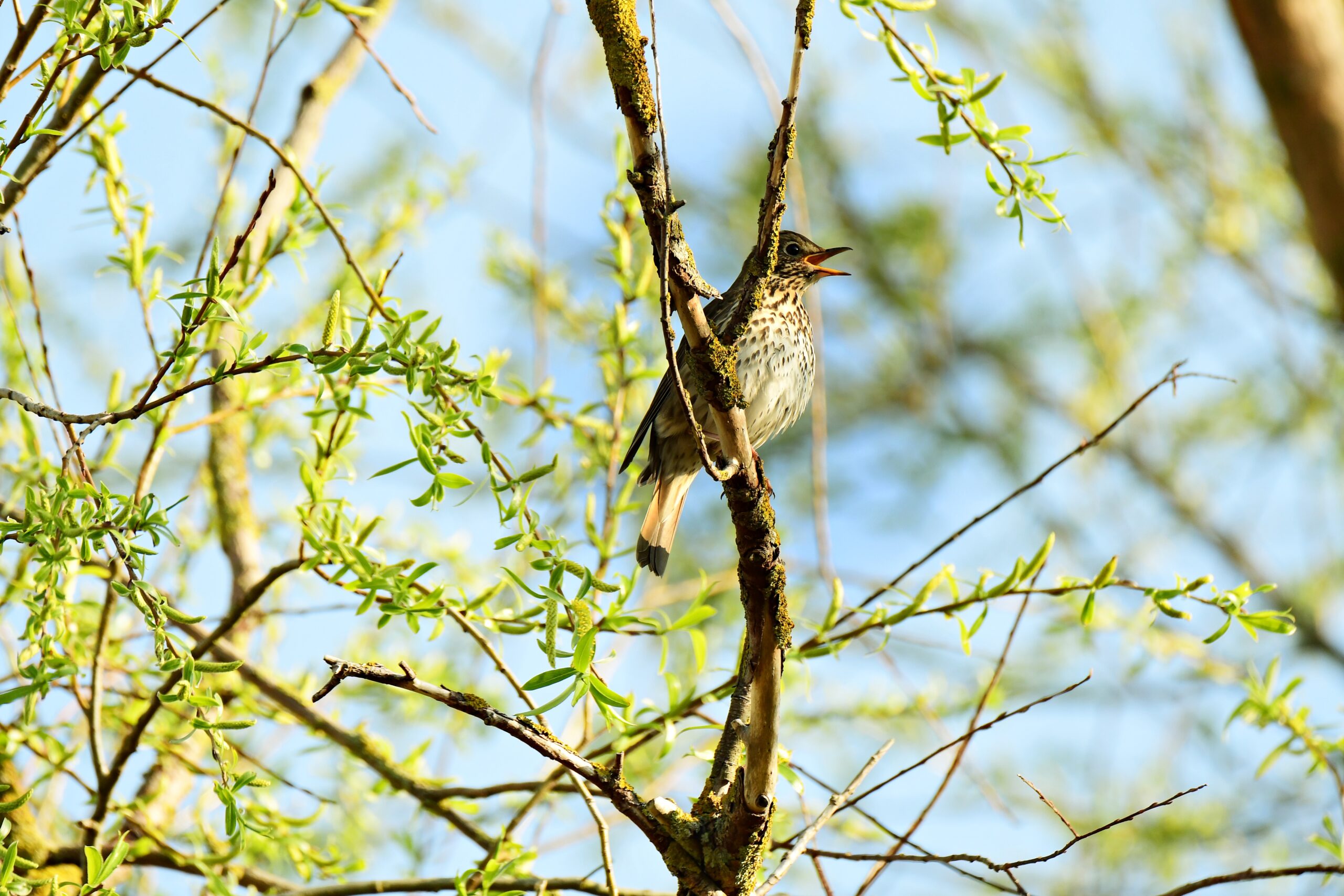 RangerTour: Frühlingskonzert der Vögel für Anfänger