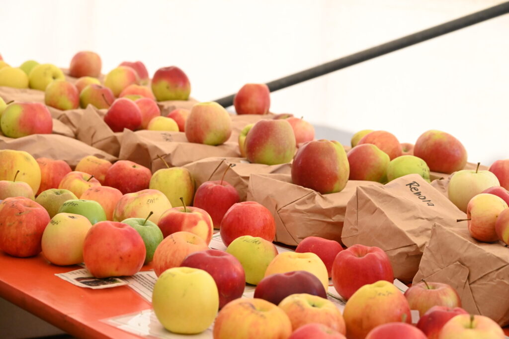 31. Niederlausitzer Apfeltag