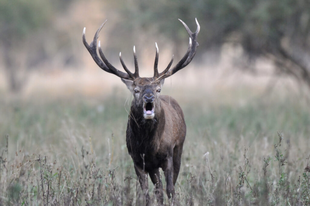 Im Reich des Rothirschs