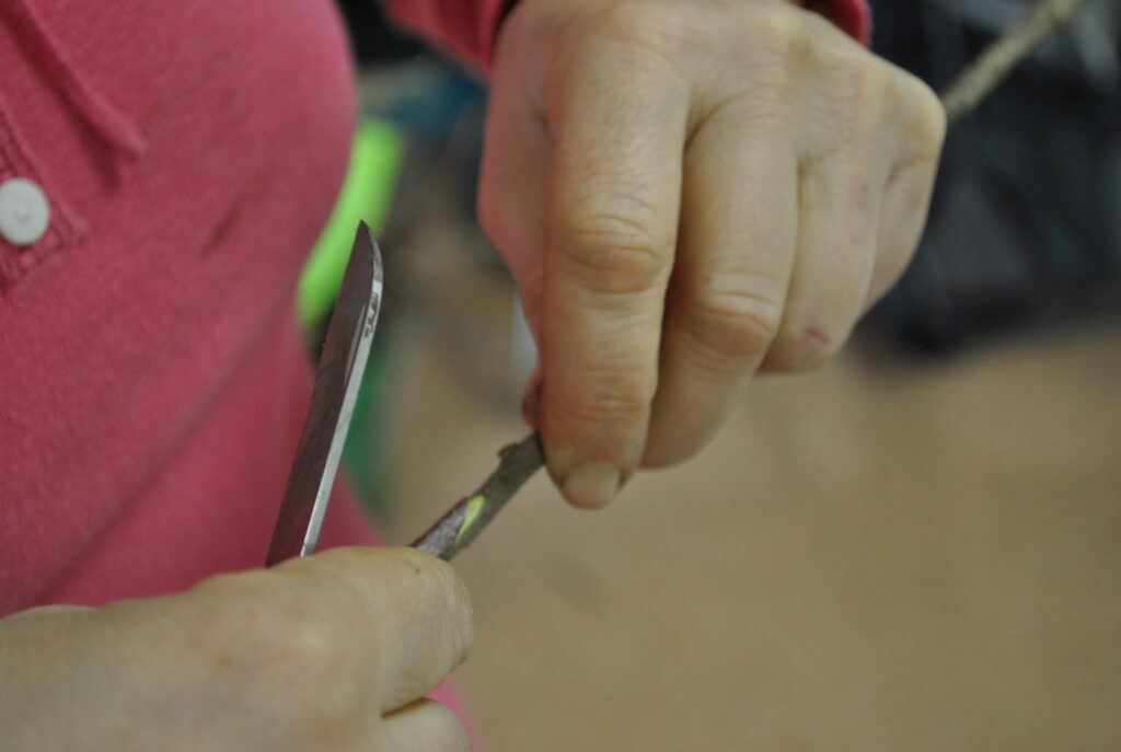 Veredlungsseminar - Obstbäume