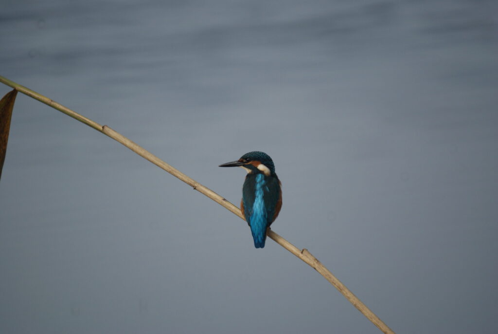 RangerTour: Wassermarder und fliegende Edelsteine