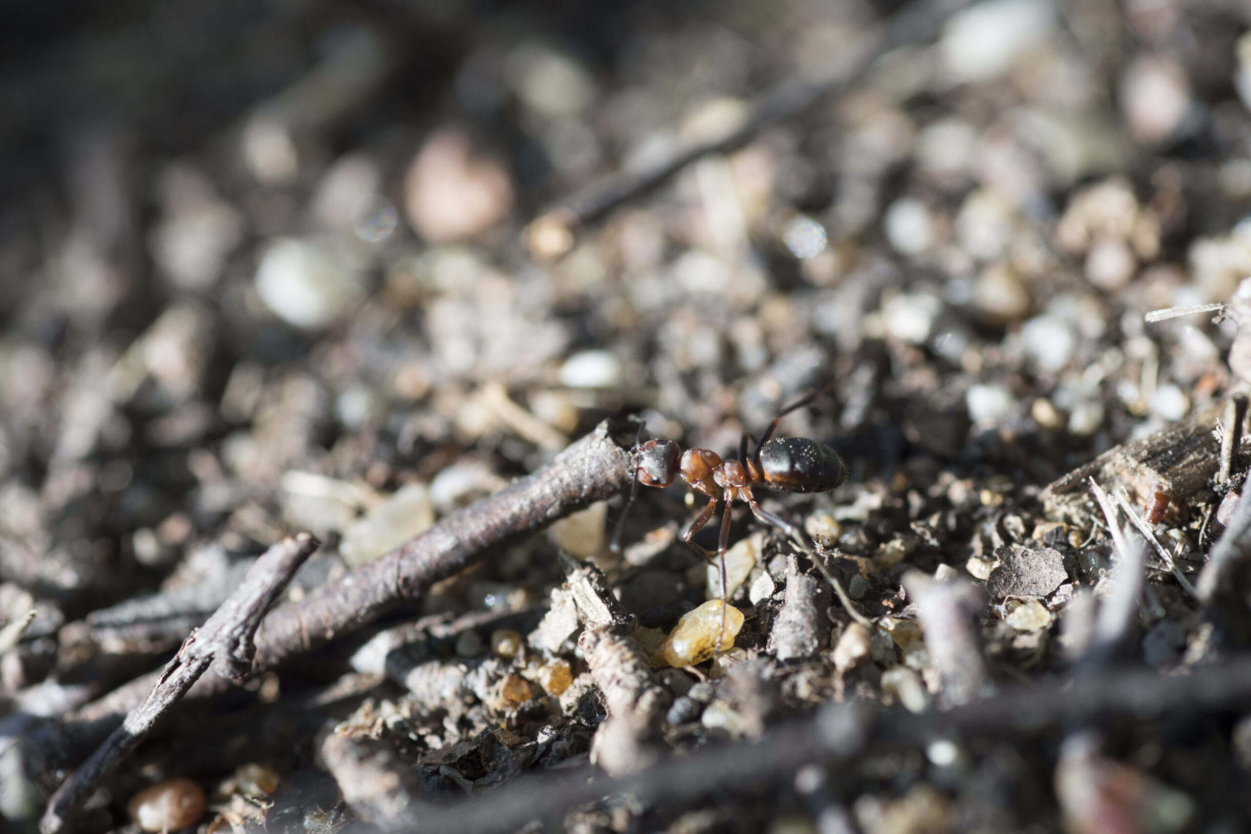 RangerTour: Kleine Waldarbeiter unter der Lupe