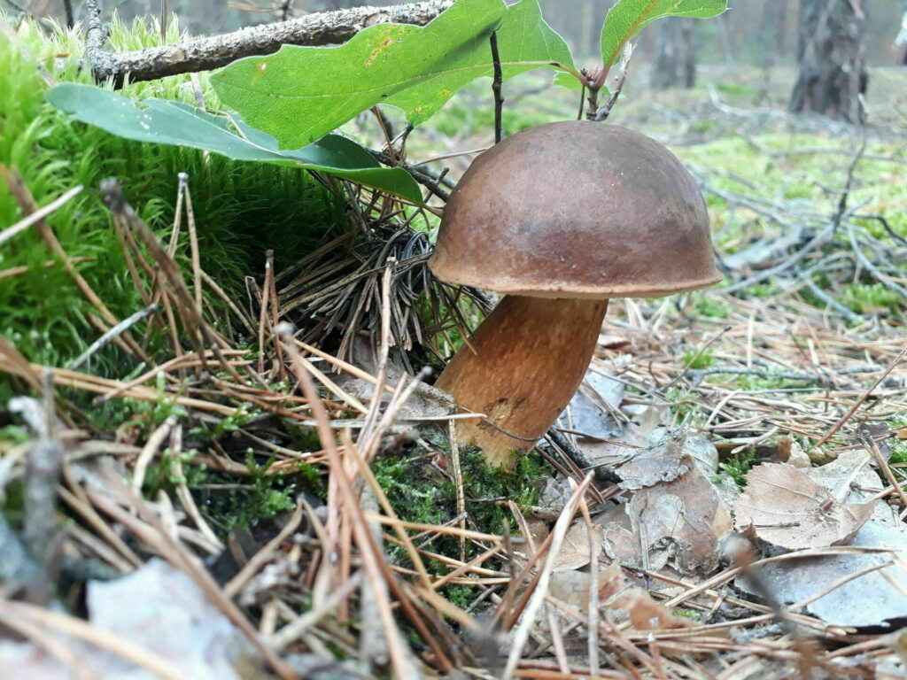 "Die Pilze sind da!" Naturkundliche Pilzwanderung