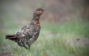 RangerTour: Versteckte Welten II