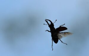 RangerTour: Hirschkäfer