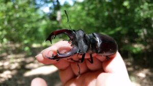 RangerTour: Käferschätze der Dubrow