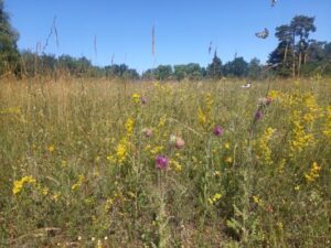 RangerTour: Offen fürs Leben - Warum Artenvielfalt Licht und Wärme braucht