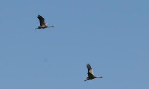 Wanderung und Beobachtung des Kranicheinflugs