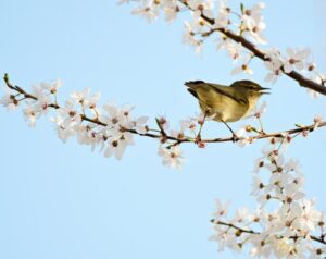 RangerTour: Frühlingserwachen in Wald und Flur