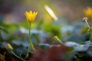 RangerTour: Frühling zwischen Fließen, Wald und Wiesen