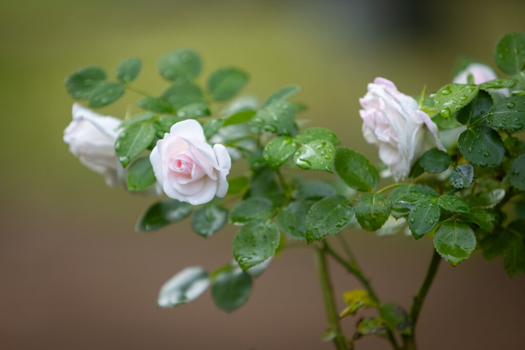 Morgentau & Rosenduft – mit allen Sinnen genießen