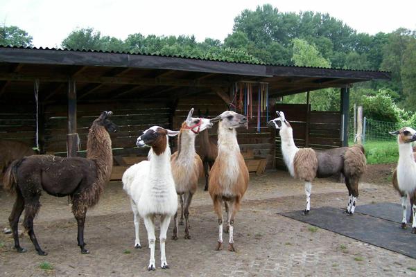 Mit Lamas und Alpakas auf Du-und-Du