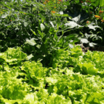 Sorbische/Wendische historische Küche - Sommersalate mit frischen Kräutern