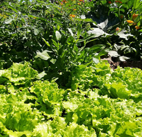 Sorbische/Wendische historische Küche - Sommersalate mit frischen Kräutern