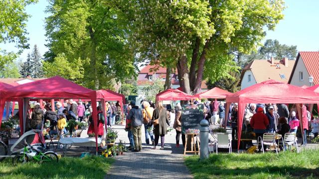 3. Senziger Pflanzenbörse