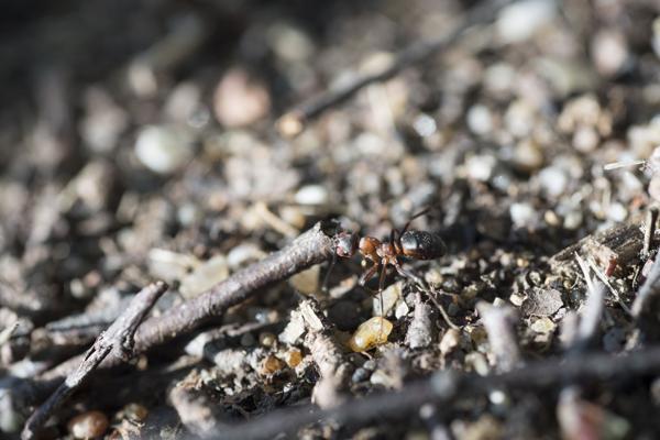 RangerTour: Kleine Waldarbeiter unter der Lupe