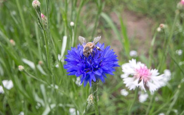 Die Wiese ruft! – Richtig mähen mit der Sense