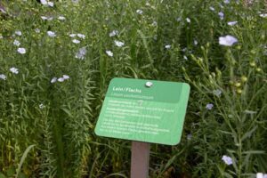 Von Öl, Flachs und Leinen – Eine alte Kulturpflanze im Rampenlicht