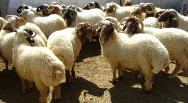 الصورة الرئيسية