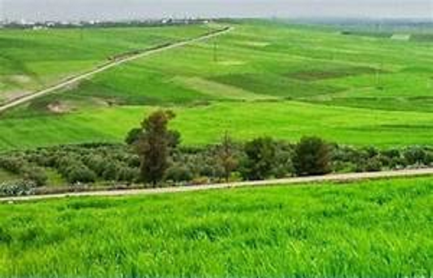 الصورة الرئيسية