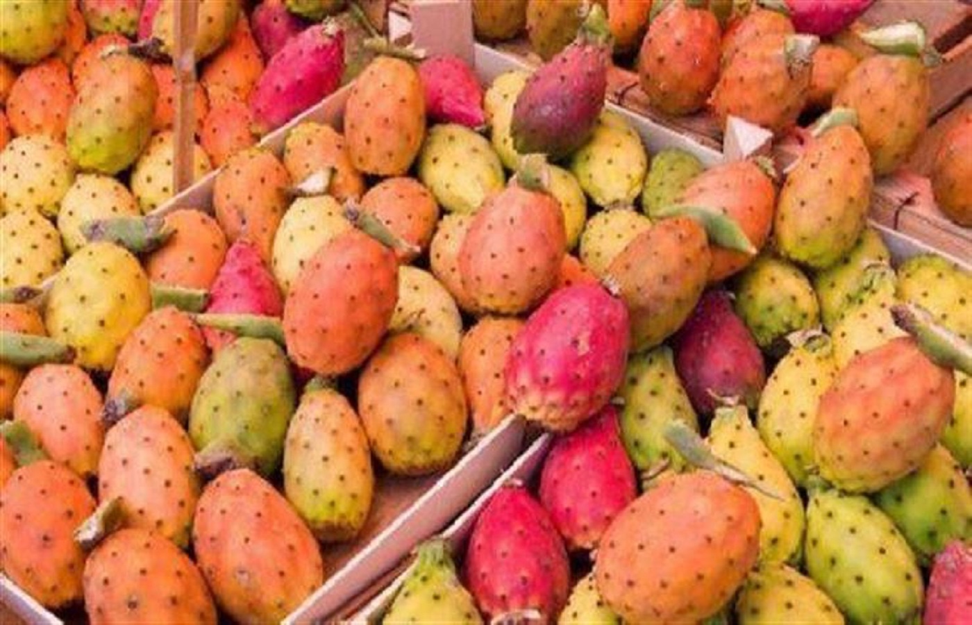 الصورة الرئيسية