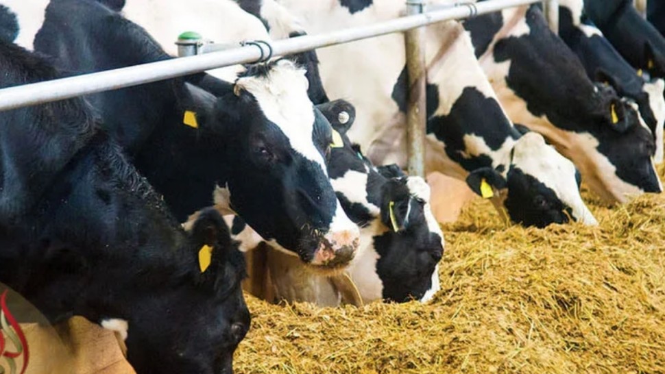 الصورة الرئيسية