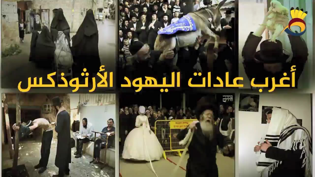 أغرب عادات اليهود الأرثوذكس "الرقص بالحمار"